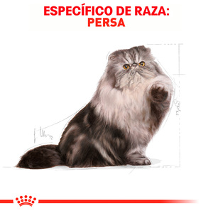 Royal Canin Alimento Seco para Gato Persa Adulto Receta Pollo, 3.1 kg