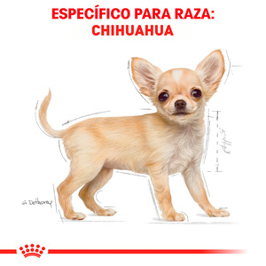 Royal Canin Alimento Seco para Cachorro Raza Chihuahua, 1.1 kg