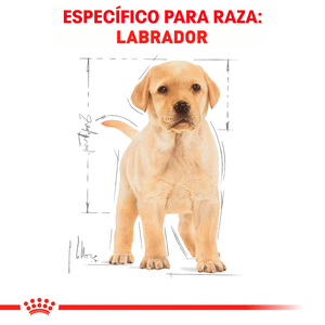 Royal Canin Alimento Seco para Cachorro Raza Labrador Retriever, 13.6 kg