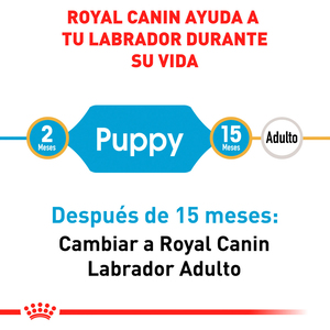 Royal Canin Alimento Seco para Cachorro Raza Labrador Retriever, 13.6 kg
