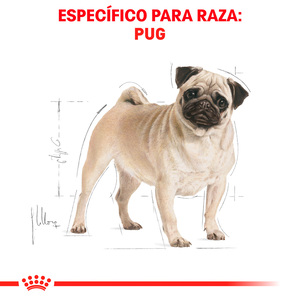 Royal Canin Alimento Seco Para Perro Adulto Raza Pug, 4.5 kg