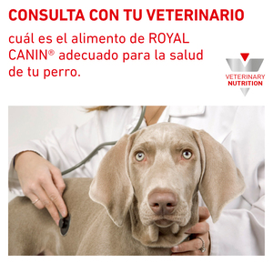Royal Canin Prescripción Alimento Seco Gastrointestinal para Cachorro, 4 kg