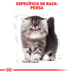 Royal Canin Alimento Seco para Gatito Persa Receta Pollo, 1.3 kg