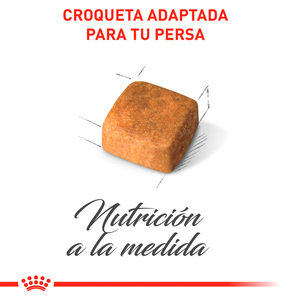 Royal Canin Alimento Seco para Gatito Persa Receta Pollo, 1.3 kg