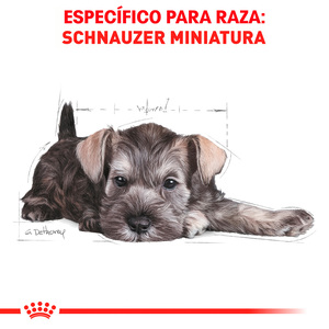 Royal Canin Alimento Seco para Cachorro Raza Schnauzer Miniatura, 1.1 kg
