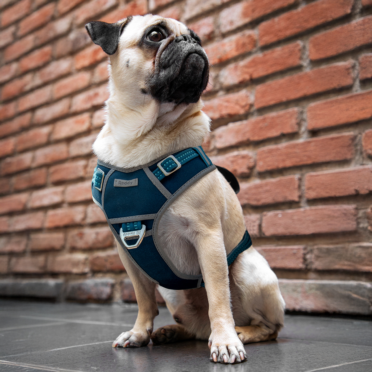 Reddy Arnés Híbrido Resistente Ajuste Romano Color Azul para Perro, Mediano