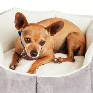 EveryYay Cama Circular Ortopédica con Infusión de Lavanda Calmante para Perro, X-Chico