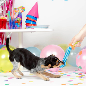 Bark Party Animal Juguete Suave Diseño Silbato de Fiesta para Perro, Multicolor