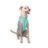 Petspaces Arnés Monocromático Color Aqua para Perro, Chico Petspaces Arnés Monocromático Color Aqua para Perro, Chico