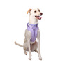 Petspaces Arnés Monocromático Color Lila para Perro, X-Chico Petspaces Arnés Monocromático Color Lila para Perro, X-Chico