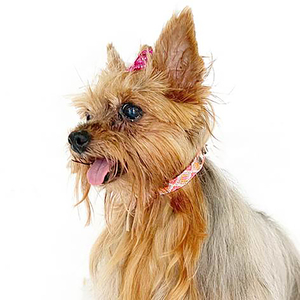 B&Kolor Collar de Piel Diseño Tejido Artesanal Color Rosa con Hebilla para Perro, X-Chico