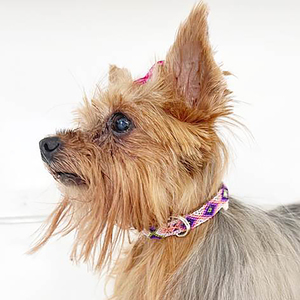 B&Kolor Collar de Piel Diseño Tejido Artesanal Color Morado con Hebilla para Perro, X-Chico