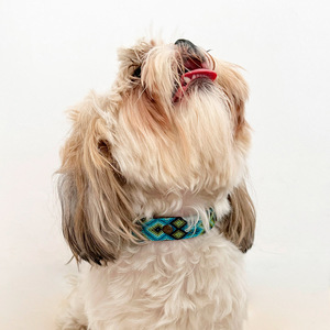 B&Kolor Collar de Piel Diseño Tejido Artesanal Color Verde con Hebilla para Perro, Chico