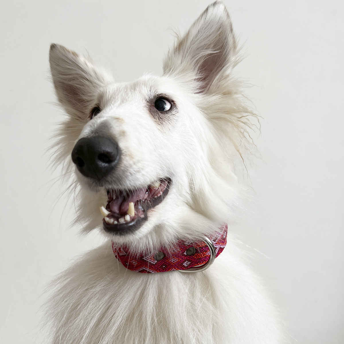 B&Kolor Collar de Piel Ancho Diseño Tejido Artesanal Color Rosa con Hebilla para Perro, Mediano