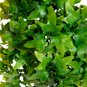 Zoo Med Natural Bush Hiedra del Congo de Decoración para Terrario, Mediana