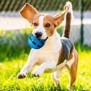 Nerf Dog Pelota Soccer Crunch para Perro, Chico