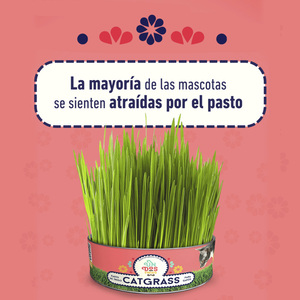 Un Dos Treats Catgrass Kit de Germinación para Pasto de Trigo para Gato