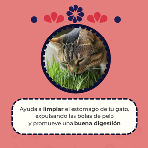 Un Dos Treats Catgrass Kit de Germinación para Pasto de Trigo para Gato