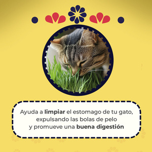 Un Dos Treats Catgrass Kit de Germinación para Pasto de Avena y Cebada para Gato