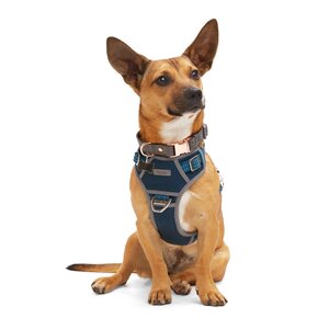 Reddy Arnés Híbrido Resistente Ajuste Romano Color Azul para Perro, Mediano