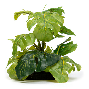 Imagitarium Decoración Planta Arácea para Terrario