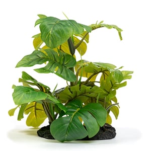 Imagitarium Decoración Planta Arácea para Terrario Imagitarium Decoración Planta Arácea para Terrario