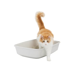 Sophresh Litter Box Arenero Tipo Bandeja con Microban Color Gris para Gato, X-Grande Sophresh Litter Box Arenero Tipo Bandeja con Microban Color Gris para Gato, X-Grande