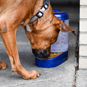 Bergan Llc Travel Feeder Dos en Uno Comedero y Contenedor de Viaje para Perro, 2.3 kg