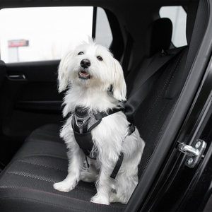Bergan Llc Arnés Gris Especial para Viaje en Vehículo para Perro, Chico