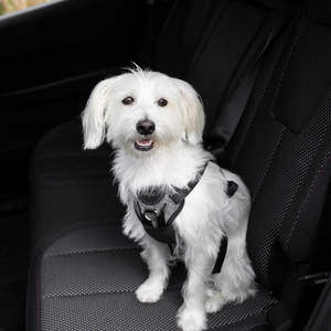 Bergan Llc Arnés Gris Especial para Viaje en Vehículo para Perro, Chico