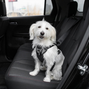Bergan Llc Arnés Gris Especial para Viaje en Vehículo para Perro, Chico