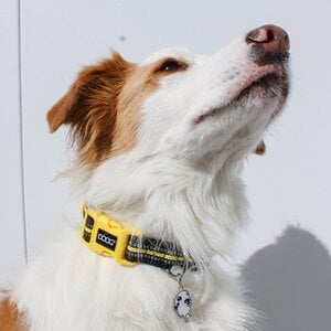 Doog Neon Colección Bolt Collar de Neopreno Secado Rápido con Broche para Perro, Mediano Doog Neon Colección Bolt Collar de Neopreno Secado Rápido con Broche para Perro, Mediano