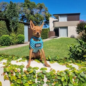 Doog Colección Snoopy Arnés de Neoflex de Ajuste Romano para Perro, Mediano Doog Colección Snoopy Arnés de Neoflex de Ajuste Romano para Perro, Mediano