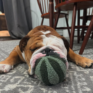 Lambwolf Watermelon POP Peluche con Pelota Interior Diseño Sandía para Perro, Mediano