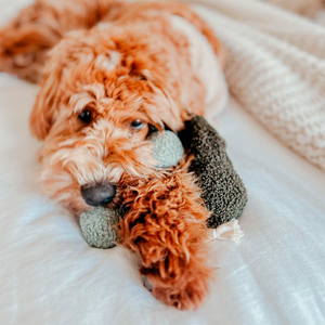 Lambwolf Guu Peluche Rompecabezas Diseño Hongo para Perro, Chico