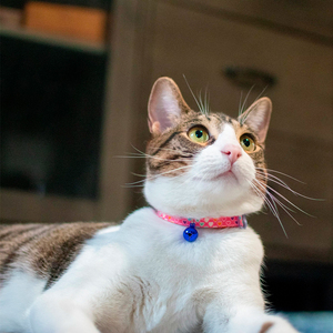 Safe Cat Collar con Broche de Seguridad Negro Diseño Constelación para Gato, 1 Pieza