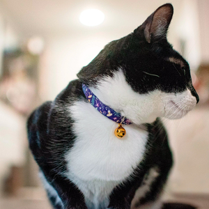 Safe Cat Collar con Broche de Seguridad Negro Diseño Constelación para Gato, 1 Pieza