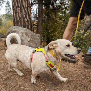 Ruffwear Hi & Light Arnés Híbrido de Ajuste Romano Diseño Ligero Color Amarillo para Perro, Chico