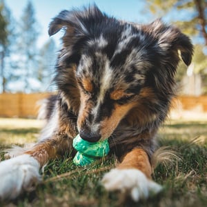 Ruffwear Toadstool Juguete Dispensador de Premios Diseño Hongo Color Verde para Perro, Chico Ruffwear Toadstool Juguete Dispensador de Premios Diseño Hongo Color Verde para Perro, Chico