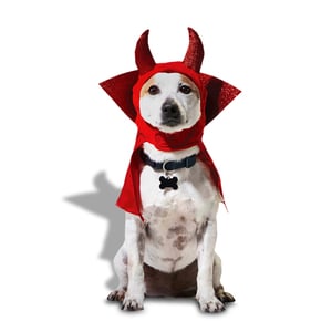 Bootique Halloween Disfraz Sombrero Diablo para perro, Chico/Mediano Bootique Halloween Disfraz Sombrero Diablo para perro, Chico/Mediano