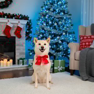 Merry Makings Holiday Collar Decorativo Rosa con Moño para Perro, Grande/X-Grande Merry Makings Holiday Collar Decorativo Rosa con Moño para Perro, Grande/X-Grande