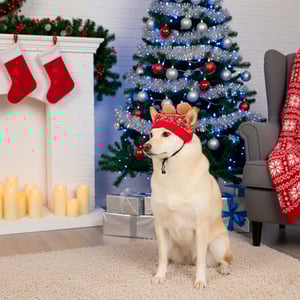 Merry Makings Holiday Gorro Rojo Patrón Pepinillos para Perro, Chico/Mediano Merry Makings Holiday Gorro Rojo Patrón Pepinillos para Perro, Chico/Mediano