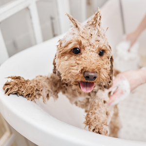 Pecari Shampoo 5 en 1 No Más Lagrimas para Cachorros, 500 ml