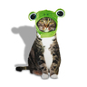 Bootique Disfraz Estilo Sombrero de Ranita para Perro Edición Halloween, Chico / Mediano Bootique Disfraz Estilo Sombrero de Ranita para Perro Edición Halloween, Chico / Mediano