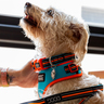 Doog Neon Colección Beethoven Collar de Neopreno Secado Rápido con Broche para Perro, Chico Doog Neon Colección Beethoven Collar de Neopreno Secado Rápido con Broche para Perro, Chico