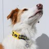 Doog Neon Colección Bolt Collar de Neopreno Secado Rápido con Broche para Perro, Mediano Doog Neon Colección Bolt Collar de Neopreno Secado Rápido con Broche para Perro, Mediano
