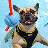 Doog Neon Colección Bolt Arnés de Neoflex con Ajuste Romano para Perro, Mediano Doog Neon Colección Bolt Arnés de Neoflex con Ajuste Romano para Perro, Mediano
