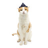 Youly Started As A Bottle Gorro de Marinero con Ancla para Gato, Unitalla Youly Started As A Bottle Gorro de Marinero con Ancla para Gato, Unitalla