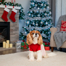 Merry Makings Holiday Vestido con Tutú y Estampado Sugar Plum para Perro, Grande Merry Makings Holiday Vestido con Tutú y Estampado Sugar Plum para Perro, Grande