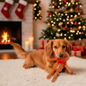 FuzzYard Holiday Hombre de Jengibre Largo de Peluche para Perro, Grande FuzzYard Holiday Hombre de Jengibre Largo de Peluche para Perro, Grande